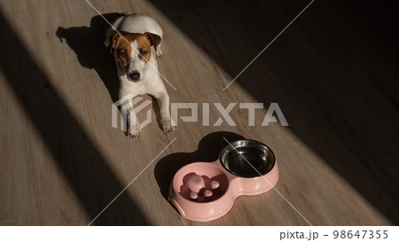 A double bowl for slow feeding and a bowl of water for the dog. Jack Russell Terrier dog near a pink plate with dry food on a wooden floor. 98647355