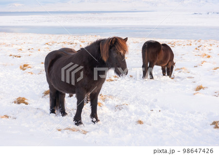 Icelandic Horses In Winter, Rural Animals in Snow Covered Meadow. Pure Nature in Iceland.  98647426