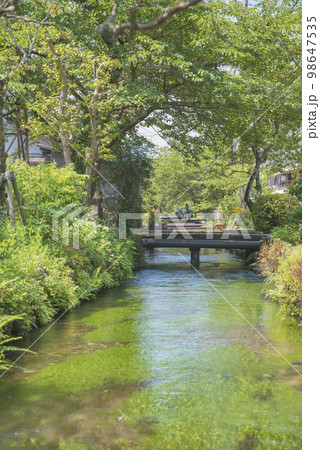 醒ヶ井の梅花藻 98647535