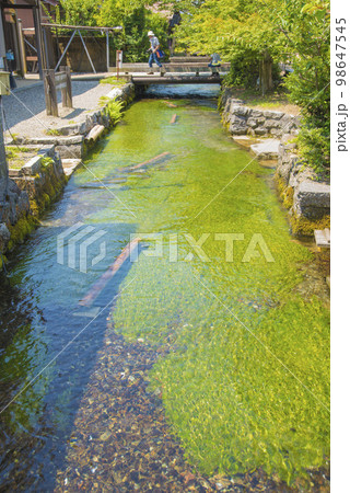 醒ヶ井の梅花藻 98647545