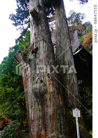 群馬県 榛名神社 矢立杉 群馬県 榛名神社 矢立杉 98647550