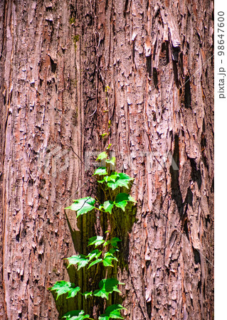 メタセコイアの幹と蔦の新緑 98647600
