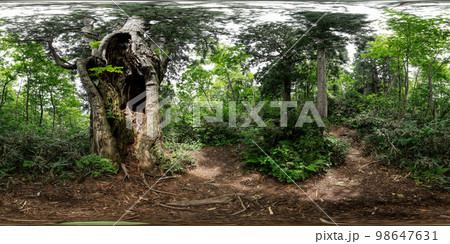 立山黒部アルペンルート美女平の森火焔樹　球面状全周パノラマ写真	 98647631