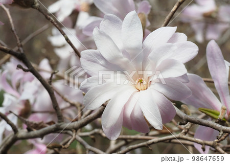 コブシの花 コブシの花 98647659