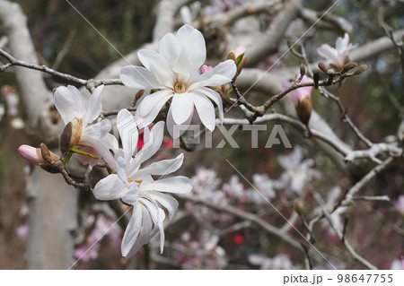 コブシの花 コブシの花 98647755