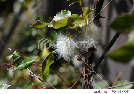 冬咲きクレマチスの銀白色の果球 冬咲きクレマチスの銀白色の果球 98647846