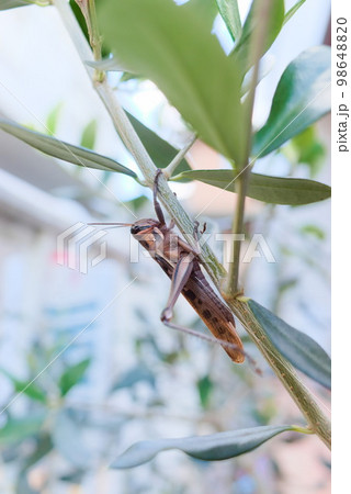 オリーブの木に止まった茶色いバッタ 98648820