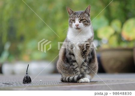 御誕生寺の猫 98648830