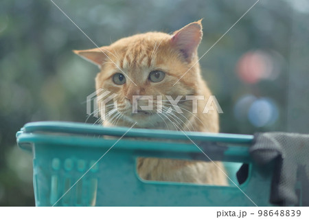 小手島の猫 小手島の猫 98648839