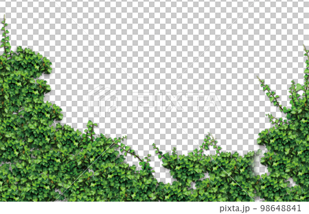 png・背景透過素材 / ツタ（蔦・アイビー）/フッターデザインパーツ 98648841