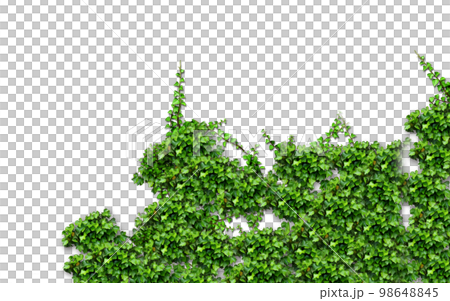 png, background transparent material / ivy (vine / ivy) / footer design parts png, background transparent material / ivy (vine / ivy) / footer design parts 98648845