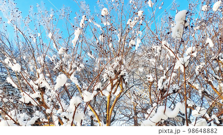 雪景色 雪景色 98648882