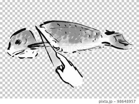 鯛をさばいているの手描き和風イラスト　白黒,モノクロ,単色, ベクター 98648957