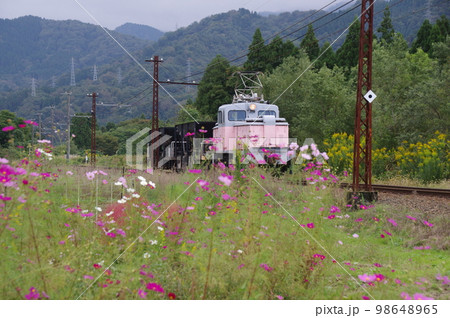 富山地方鉄道 横江付近 工事列車とコスモス 98648965