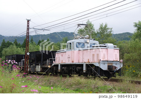 富山地方鉄道 横江付近 工事列車とコスモス 98649119