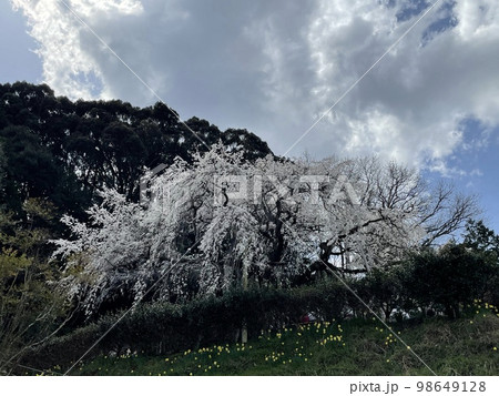 一本だけの枝垂れ桜と雲 一本だけの枝垂れ桜と雲 98649128
