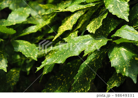 アオキ（フイリアオキ：Aucuba japonica） 98649331