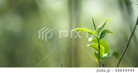 fresh green tea leaves in nature 98649444