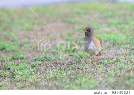 シロハラ 98649622