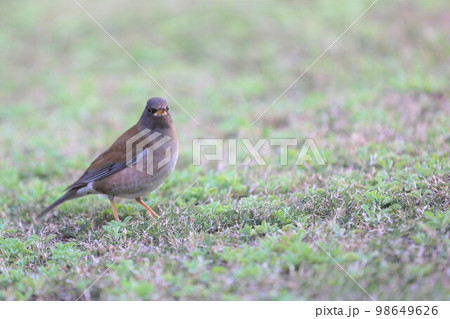 シロハラ 98649626