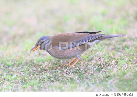 シロハラ 98649632