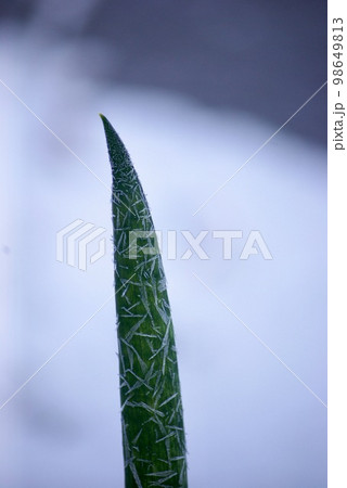 早朝の雪化粧した庭先の氷の結晶におおわれたネギ 早朝の雪化粧した庭先の氷の結晶におおわれたネギ 98649813