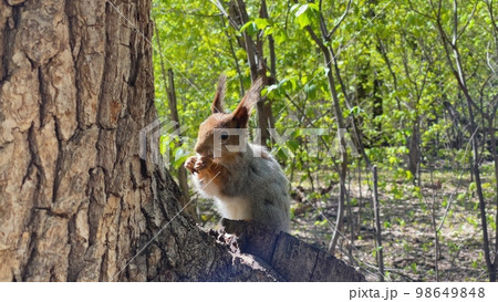 Fluffy red squirrel eating a nut close-up. 98649848