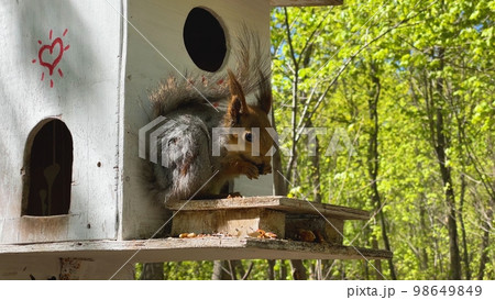 Fluffy red squirrel eating a nut close-up. Fluffy red squirrel eating a nut close-up. 98649849