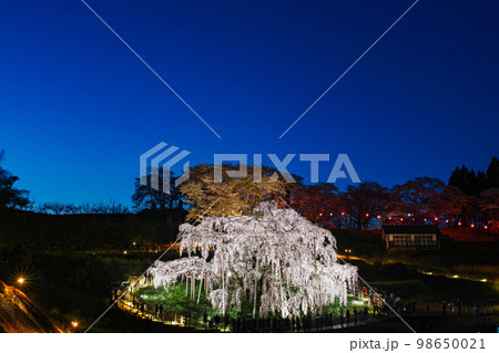 福島県/ 三春滝桜 天然記念物指定100周年記念メモリアルライトアップ 98650021