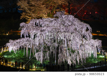 福島県/ 三春滝桜 天然記念物指定100周年記念メモリアルライトアップ 98650023