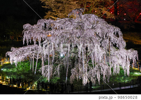 福島県/ 三春滝桜 天然記念物指定100周年記念メモリアルライトアップ 福島県/ 三春滝桜 天然記念物指定100周年記念メモリアルライトアップ 98650028
