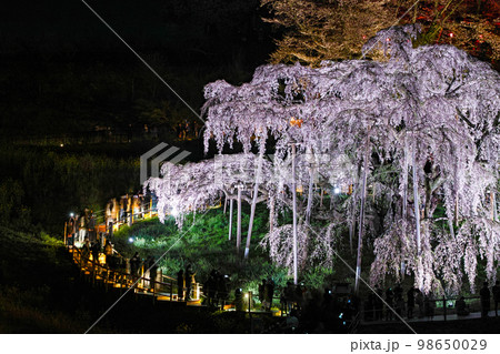 福島県/ 三春滝桜 天然記念物指定100周年記念メモリアルライトアップ 福島県/ 三春滝桜 天然記念物指定100周年記念メモリアルライトアップ 98650029