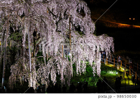 福島県/ 三春滝桜 天然記念物指定100周年記念メモリアルライトアップ 98650030