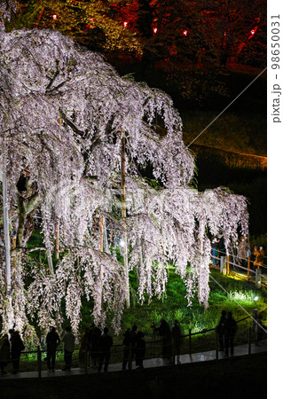 福島県/ 三春滝桜 天然記念物指定100周年記念メモリアルライトアップ 98650031