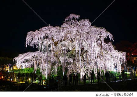 福島県/ 三春滝桜 天然記念物指定100周年記念メモリアルライトアップ 福島県/ 三春滝桜 天然記念物指定100周年記念メモリアルライトアップ 98650034