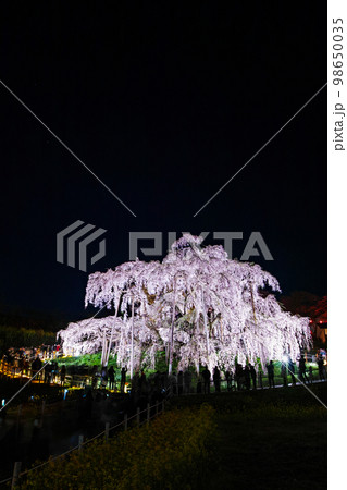 福島県/ 三春滝桜 天然記念物指定100周年記念メモリアルライトアップ 98650035