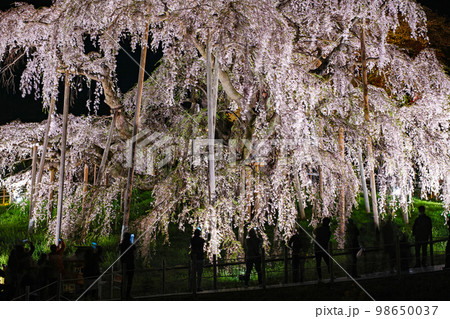 福島県/ 三春滝桜 天然記念物指定100周年記念メモリアルライトアップ 98650037
