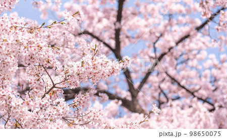 満開の桜 98650075