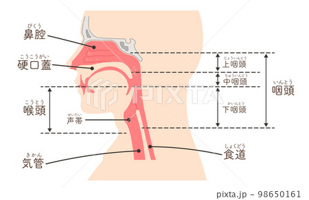 喉頭・咽頭・横向き・イラスト 98650161