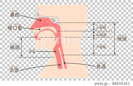 喉部，咽部，側身，插圖 98650161