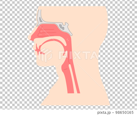 喉頭・咽頭・横向き・イラスト 98650165
