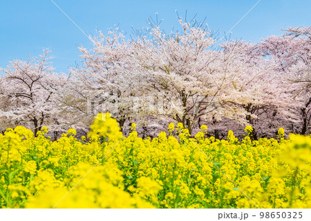 赤城南面千本桜と菜の花 98650325