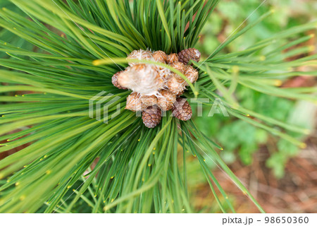小さな松ぼっくり 小さな松ぼっくり 98650360