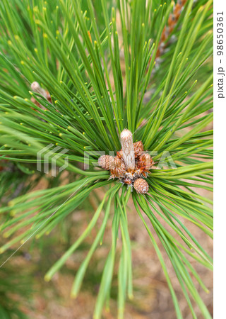 小さな松ぼっくり 小さな松ぼっくり 98650361