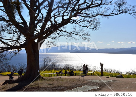 神奈川県二宮町　吾妻山公園の広場と満開菜の花と相模湾 98650516