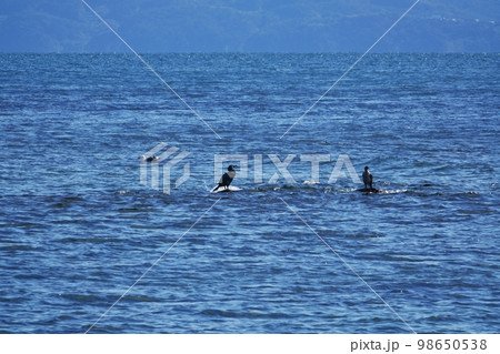 澄んだ青空が反射した海と岩礁に佇む水鳥たち・早春・220212pm 98650538