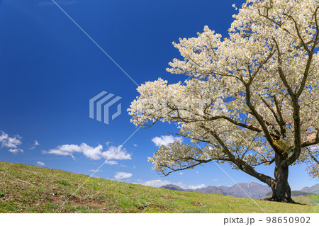 満開の桜のイメージ 98650902