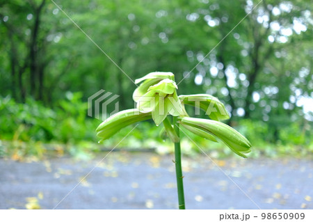 薄緑の花（ウバユリ） 98650909