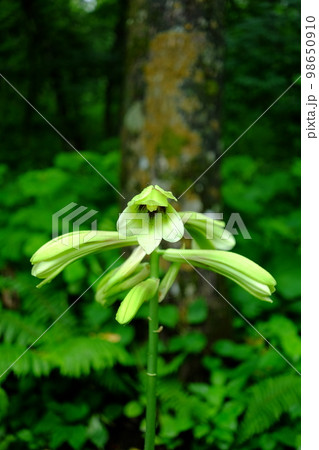 薄緑の花（ウバユリ） 98650910