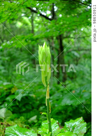 薄緑の花（ウバユリの蕾） 98650911